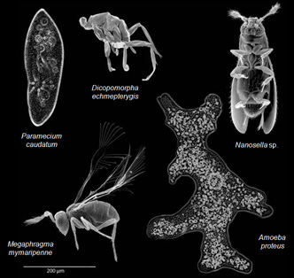 insect miniaturisation