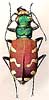 Russian Carabidae